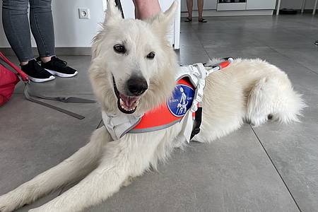 Barrierefrei leben: Weißer Blindenführhund von Familie Strahl