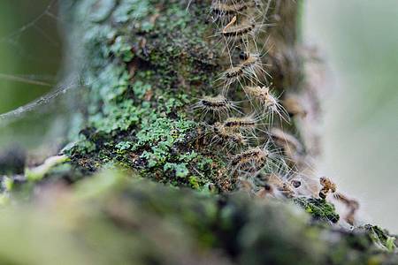 Raupen des Eichenprozessionsspinners in ihrem Nest auf einem Baum.