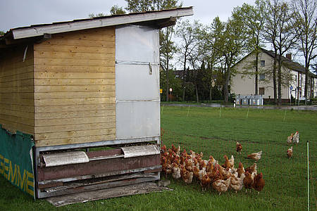 Hühner vor Hühnerstalll aus Holz auf einer Wiese